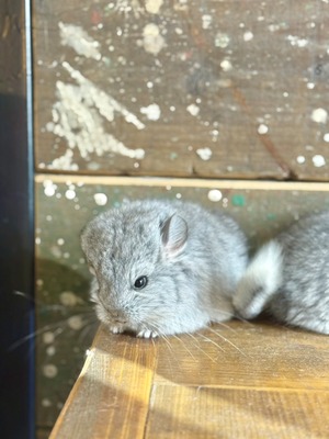 アンゴラチンチラ・スタンダードグレー（バイオレットキャリア）♂