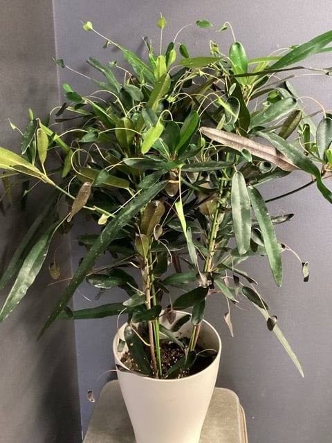 クロトン トビハ 熱帯植物 観葉植物 【おしゃれ オシャレなインテリア