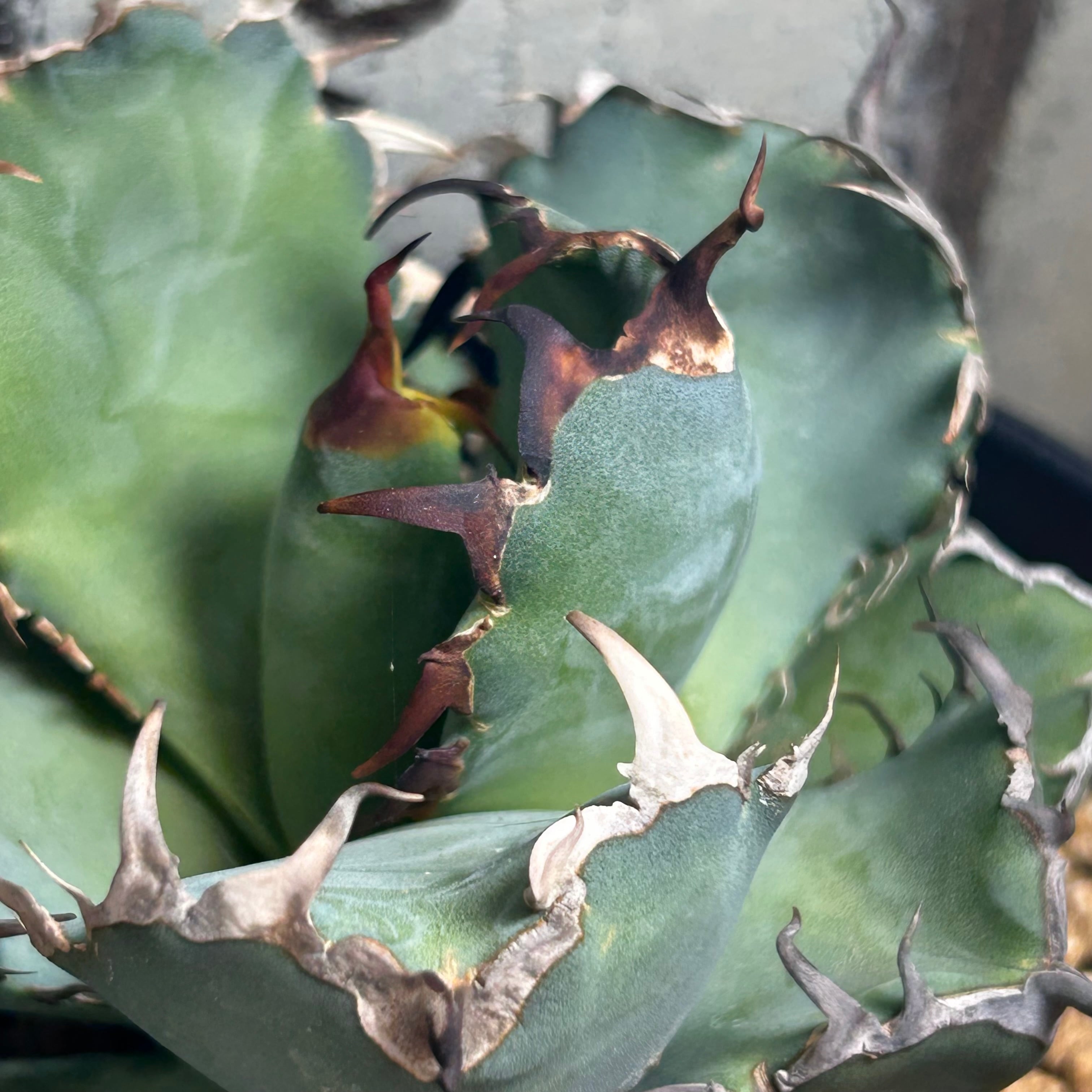 T)アガベ チタノタ 黒鯨 | RuPo 多肉植物専門店