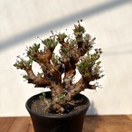 Othonna euphorbioides【オトンナ・ユーフォルビオイデス・実生】