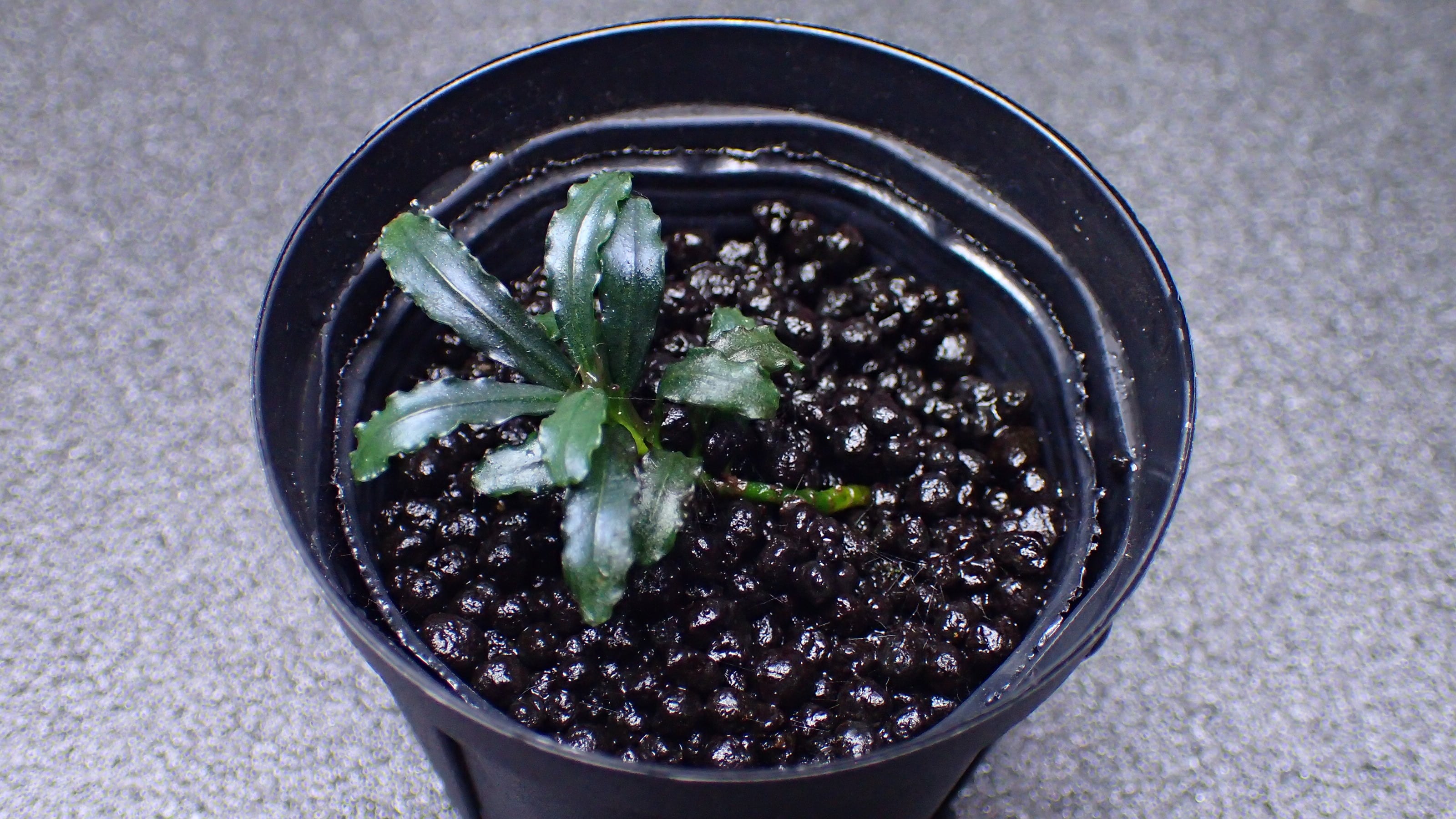 Bucephalandra sp Red Mini Phantom 1株 | 熱帯植物 水草