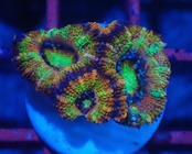 Loadhowensis Rainbow 1