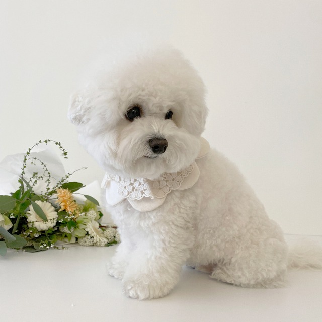 〈予約アイテム〉EYOU ケープ / White day cape (Flower)