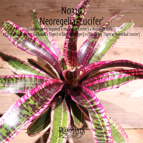 【送料無料】Neoregelia 'Lucifer'〔ネオレゲリア〕現品発送N0319