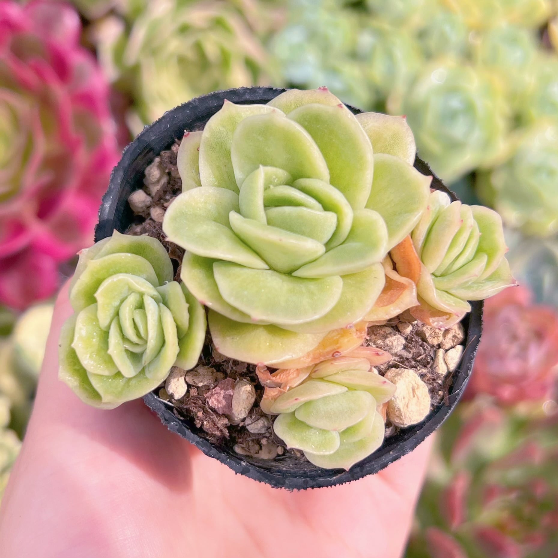 現品　アイスラブリーローズ錦#841　るる農園