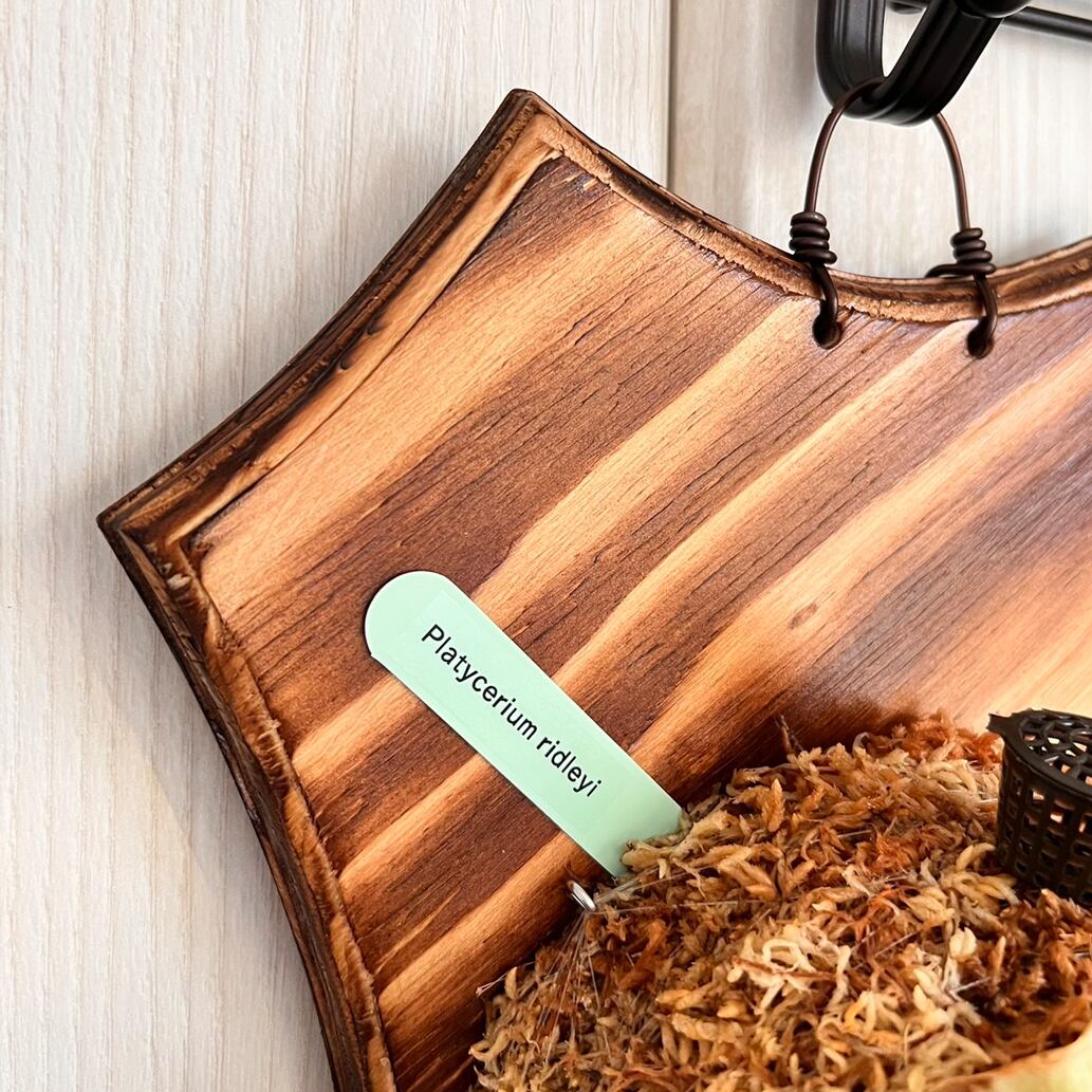 ビカクシダ リドレイ サラマンダー 4株 板付 ビカクシダ