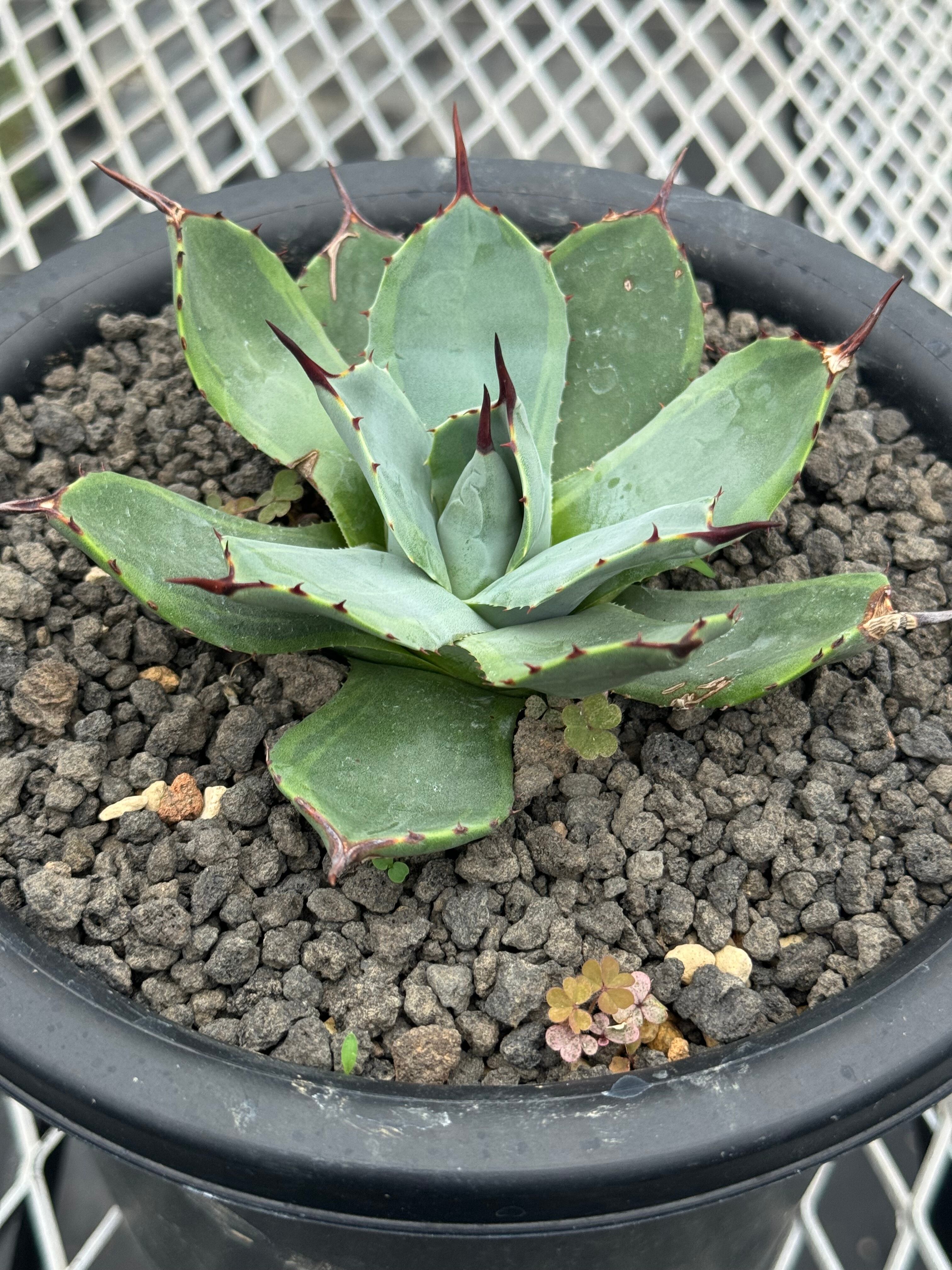 アガベ　パリー　ボーダーガード パリーボーダーガード アガベ パリー ボーダーガード | T Plants Labo