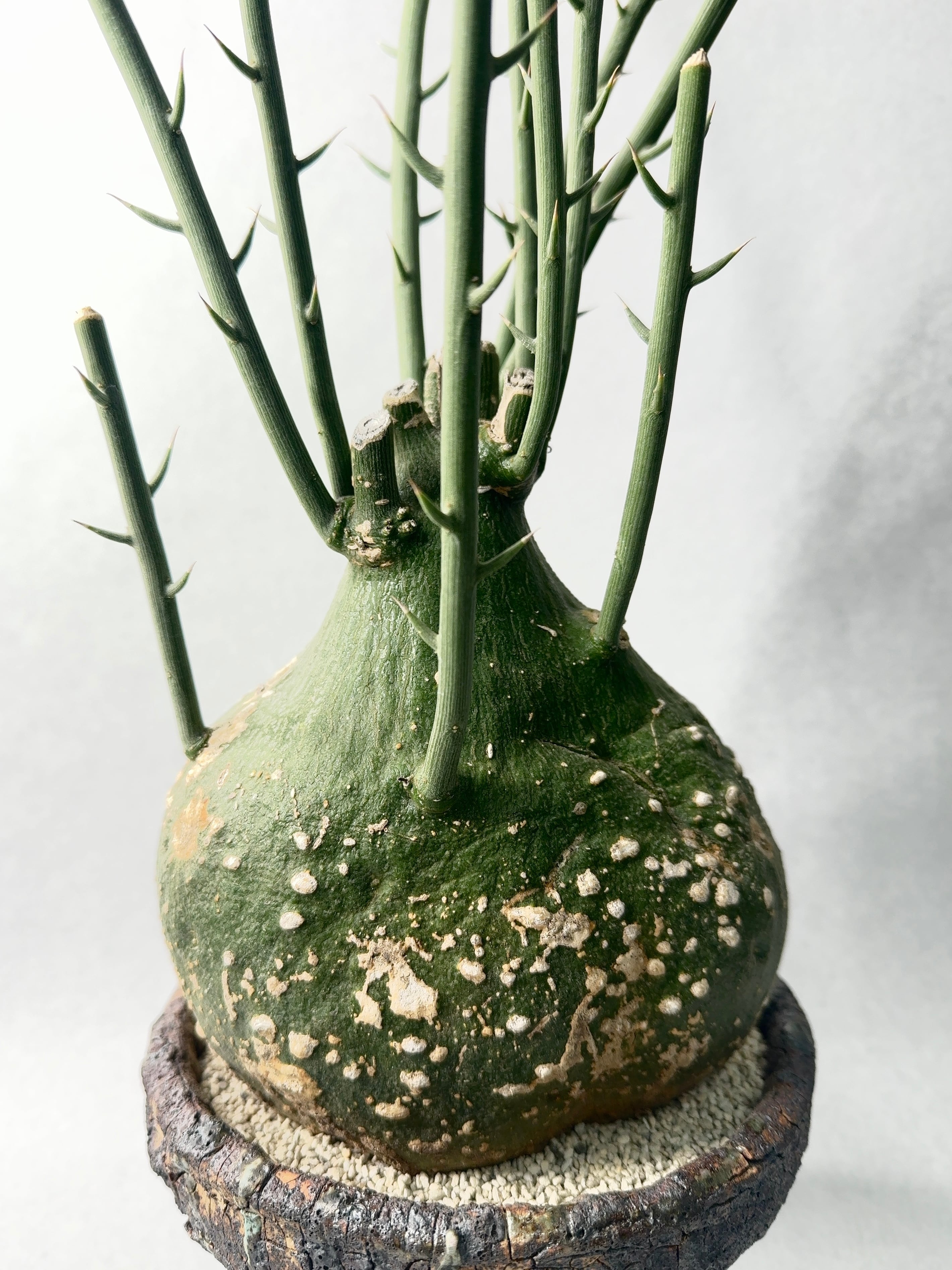 アデニア・グロボーサ | trigger