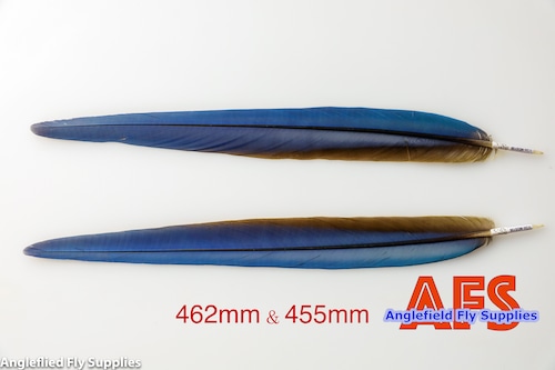 Blue-Gold Macaw Side Tails Matched Pair (BGMSP-1) / マコー サイドテール ペア