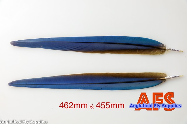 Blue-Gold Macaw Side Tails Matched Pair (BGMSP-1) / マコー サイドテール ペア