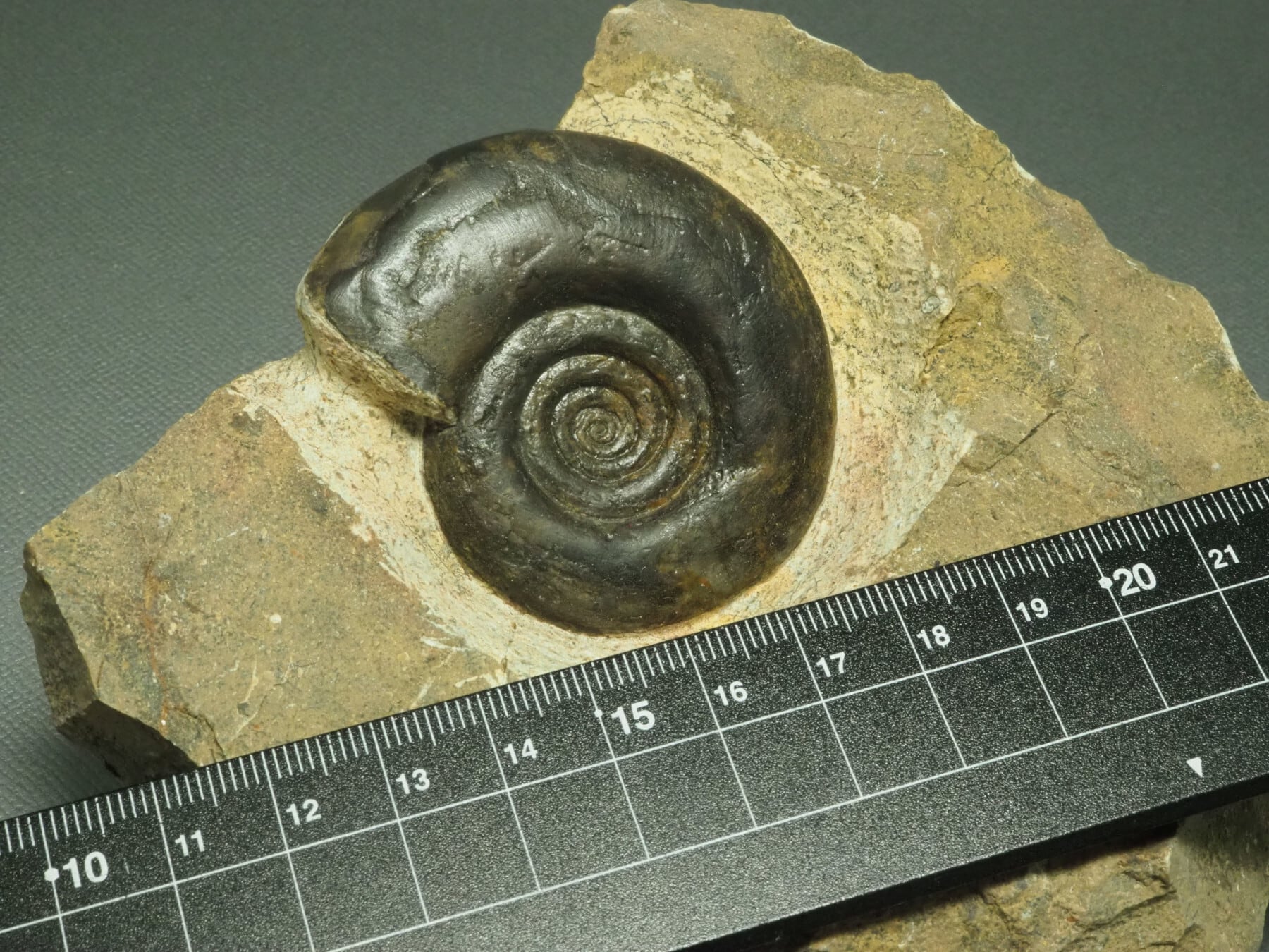 ゴニオクリメニアの化石 アンモナイト モロッコ産 化石 デボン紀