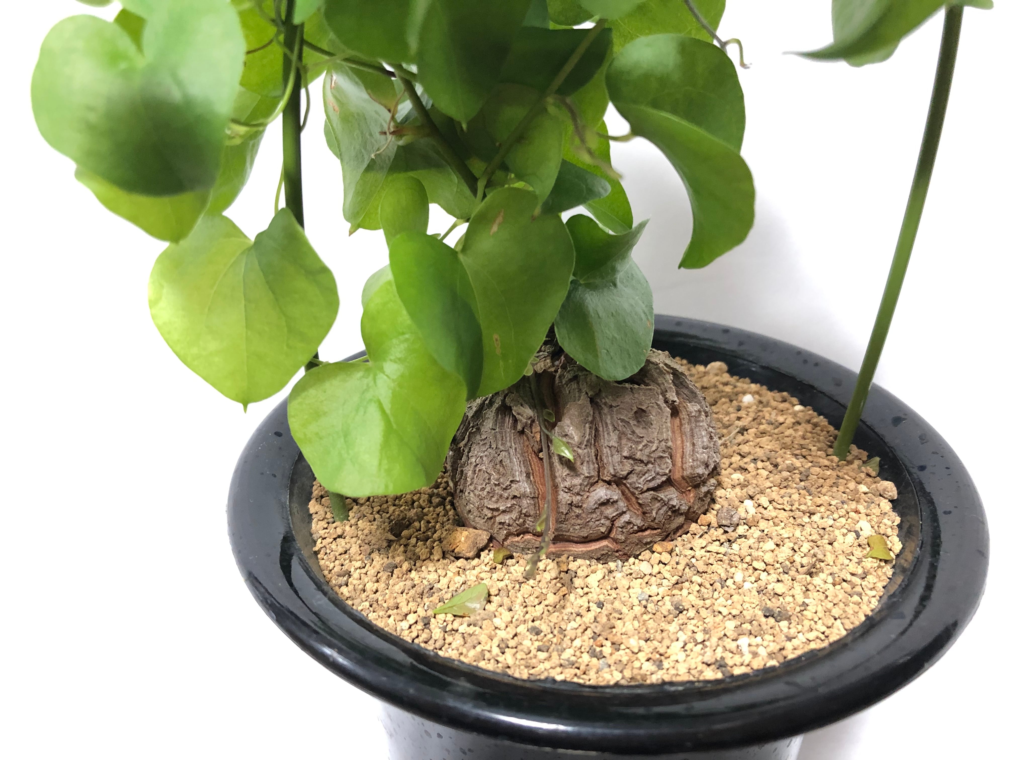 Dioscorea elephantipes 亀甲竜 塊根植物 コーデックス 冬型 | plants