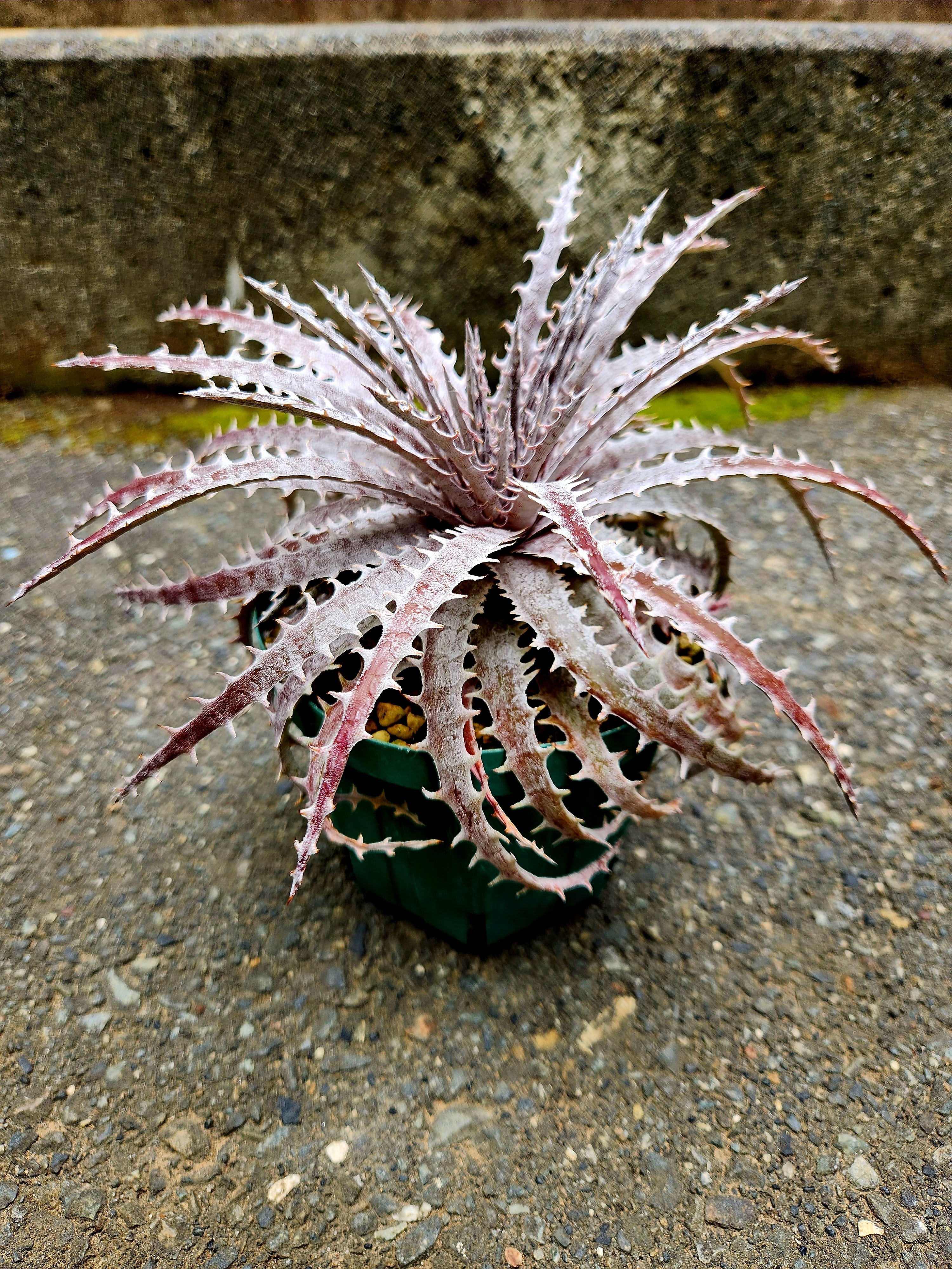 ディッキア・シルバーマーキュリー dyckia・silver mercury | フラワー