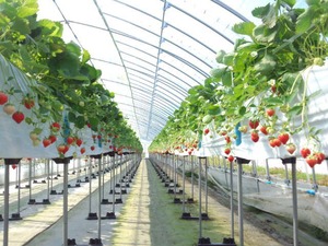 【8トレー入り】すずりっかいちご(生いちご)