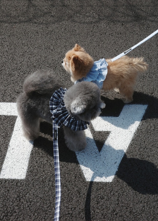〈即納/在庫限り〉OHDIBS / capeness no. 17 Baby blue check