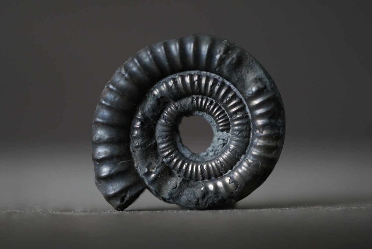 イギリス産黄鉄鉱化アンモナイト  Pyritized Ammonite 1518
