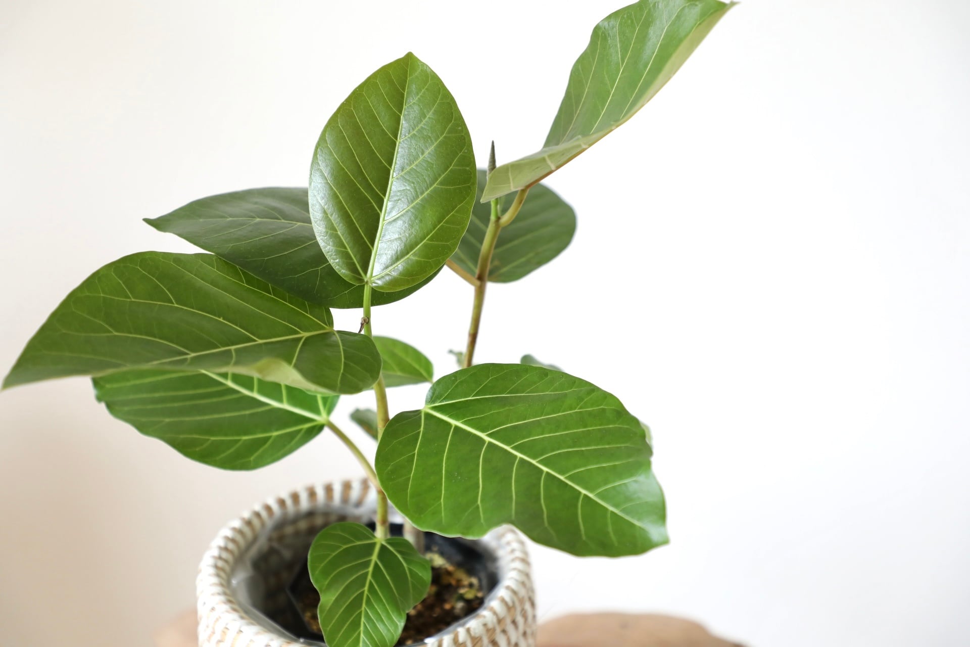 希少】フィカス エベレスト/Ficus Everest※プラポット付き ※陶器鉢