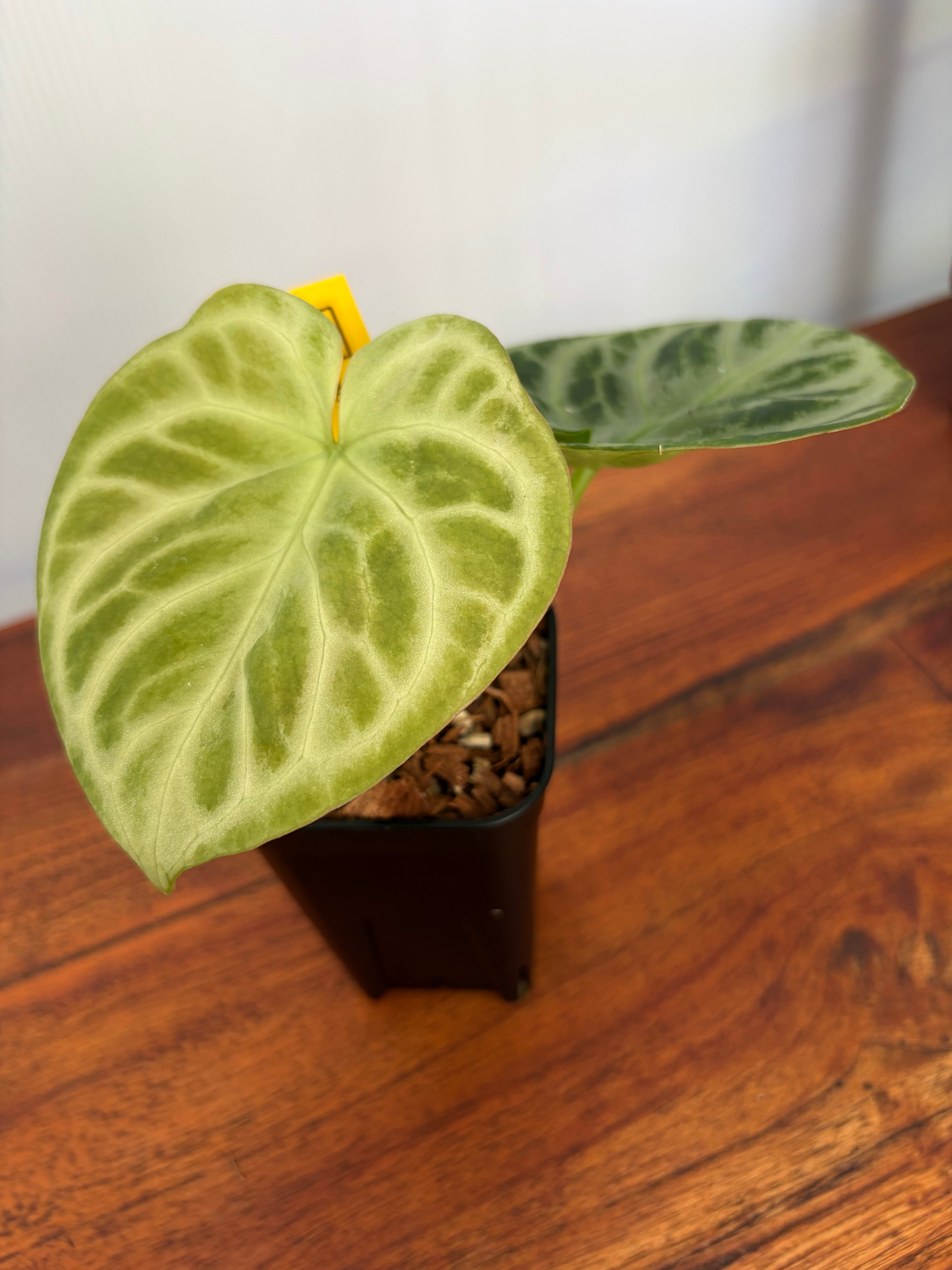 Anthurium | BALI-AN 園芸
