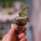 Phyllanthus urinaria 'Pink Variegated' / フィランサス・ウリナリア ピンク斑入り
