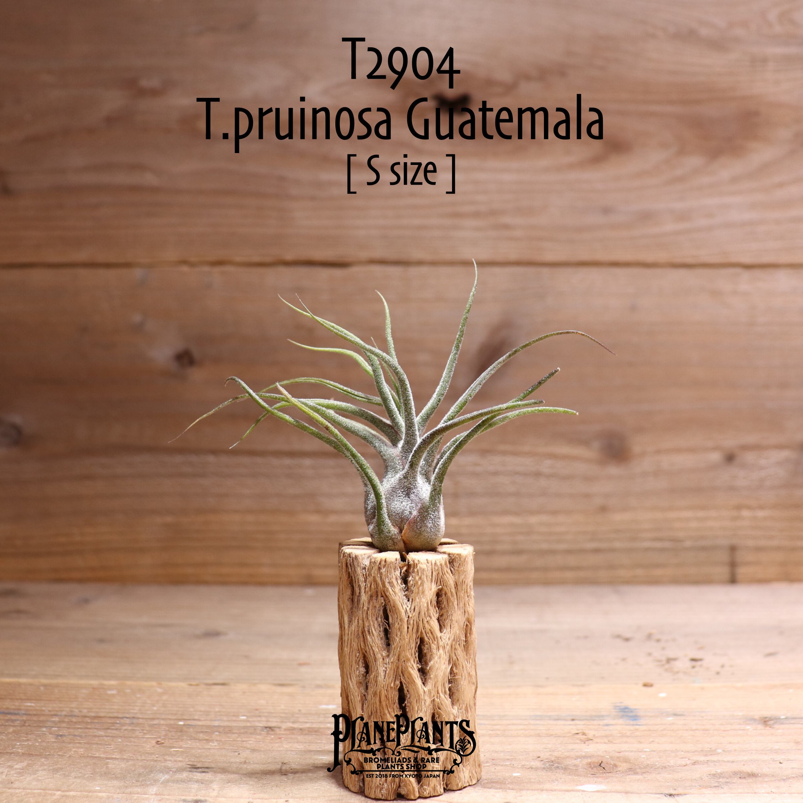 【送料無料】プルイノーサ グアテマラ S〔エアプランツ〕現品発送T2904