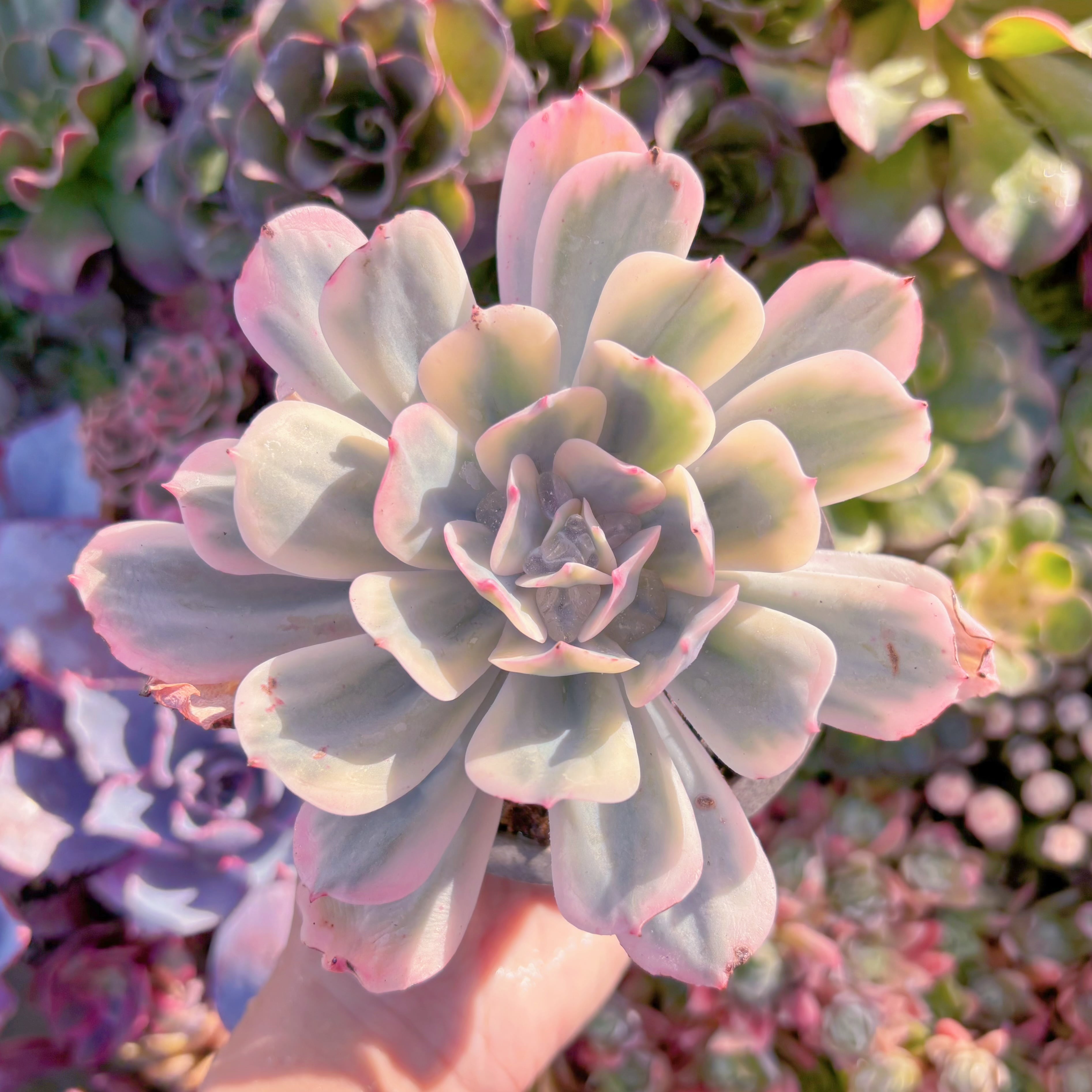 現品　七福神錦#E07　大苗　るる農園