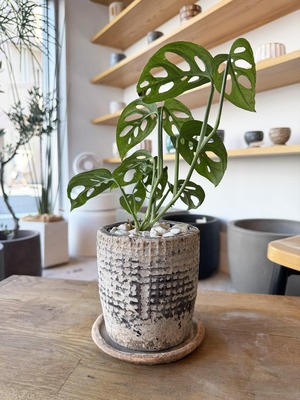 モンステラ・ラニアータ