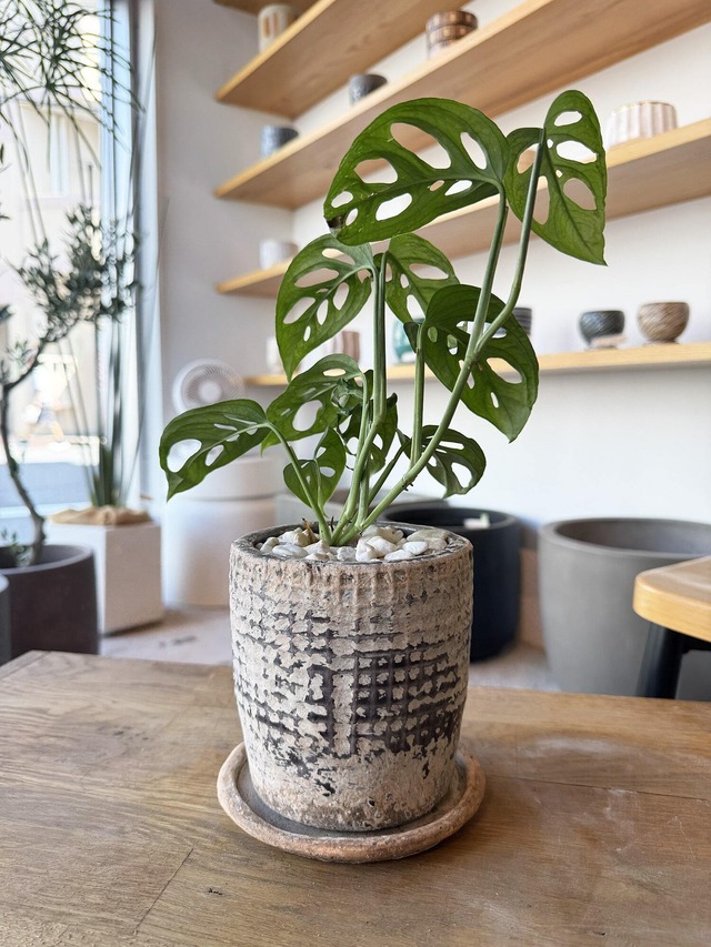 モンステラ・ラニアータ