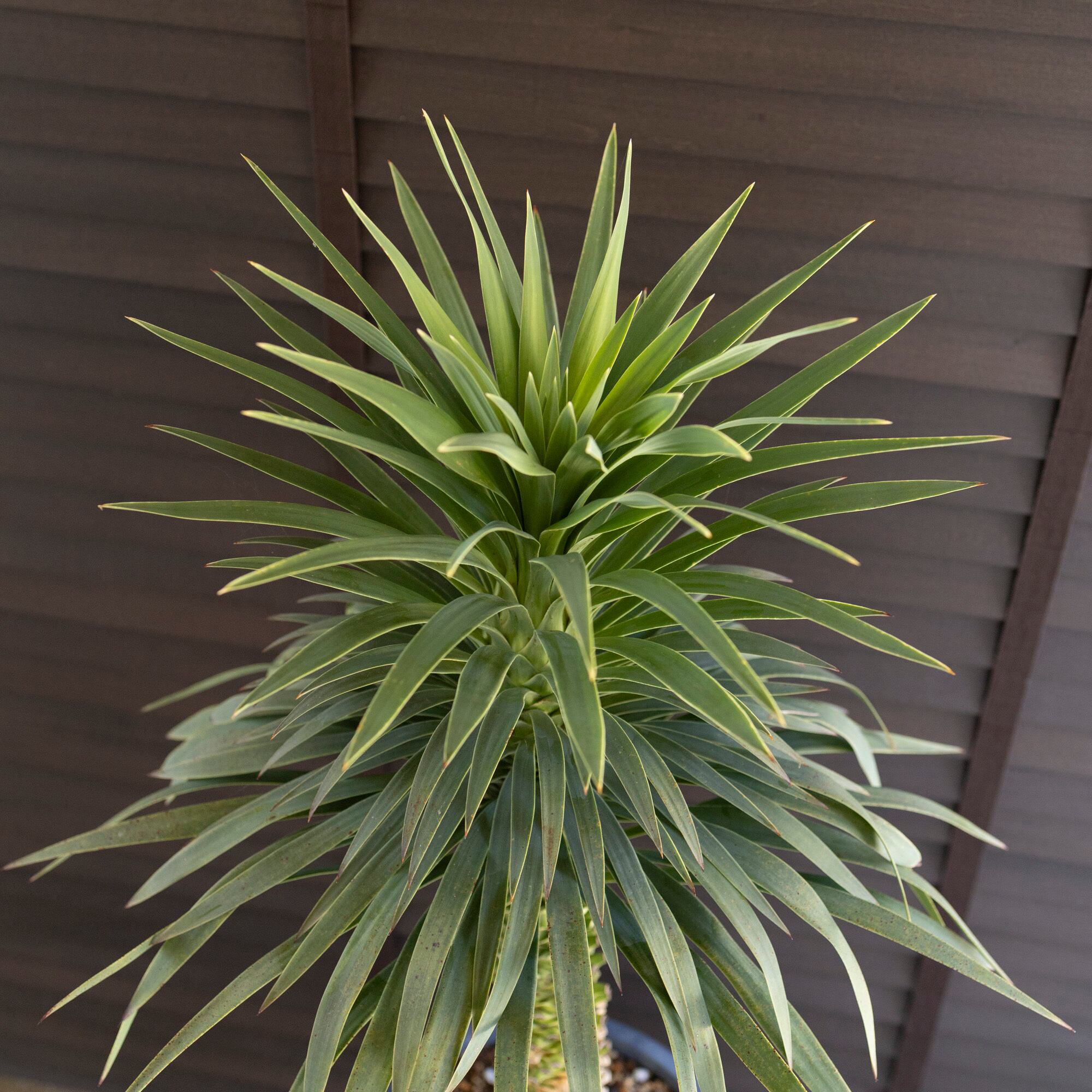 ユッカ デスメティアーナ Yucca Desmetiana 9号 陶器鉢 ヤシ 0628NV
