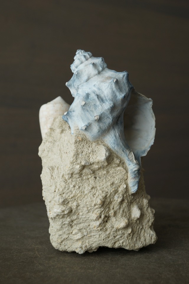 フランス産巻貝化石 Gastropod Fossil 1446