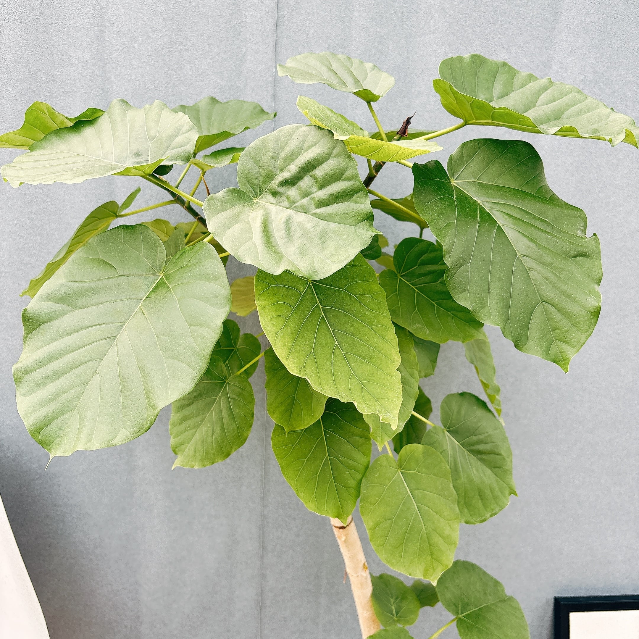 現品］28番 フィカス ウンベラータ 8号 観葉植物 室内 大型 ゴムの木