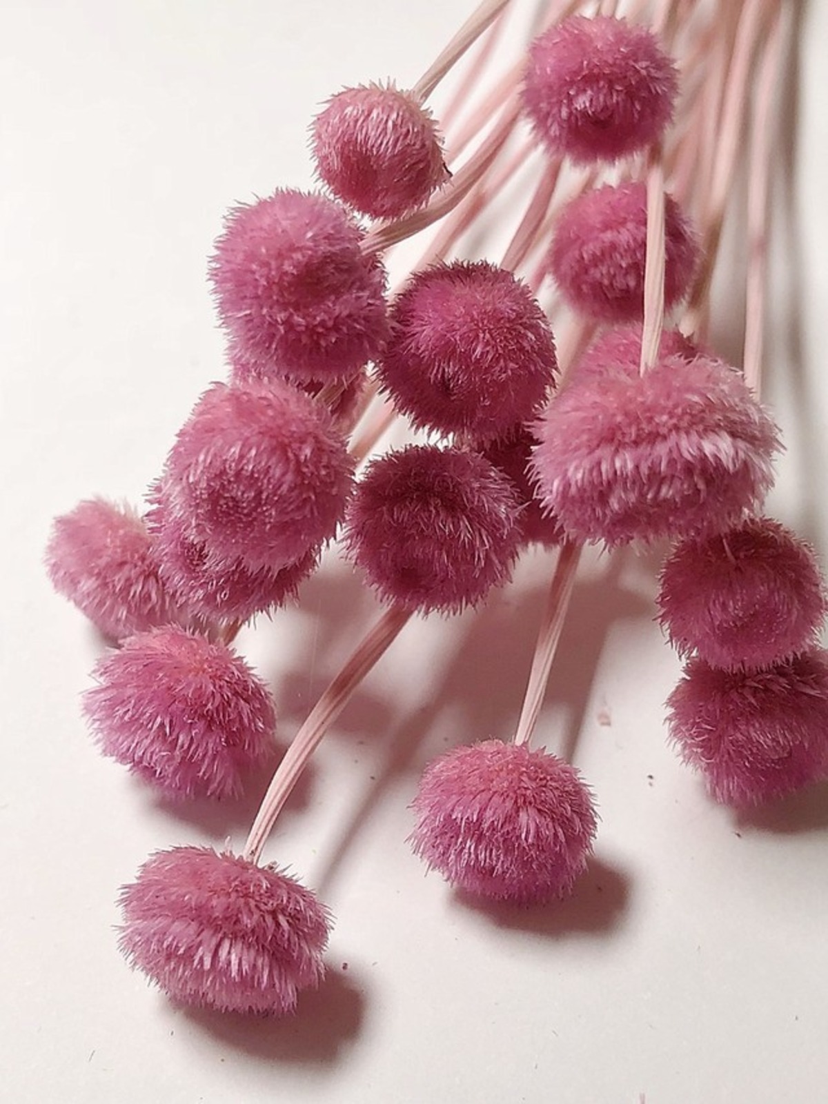 シェア花材☆アマレリーノ ピンク | kazaineko