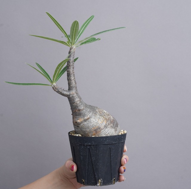 パキポディウム グラキリス no.12〈発根済み〉