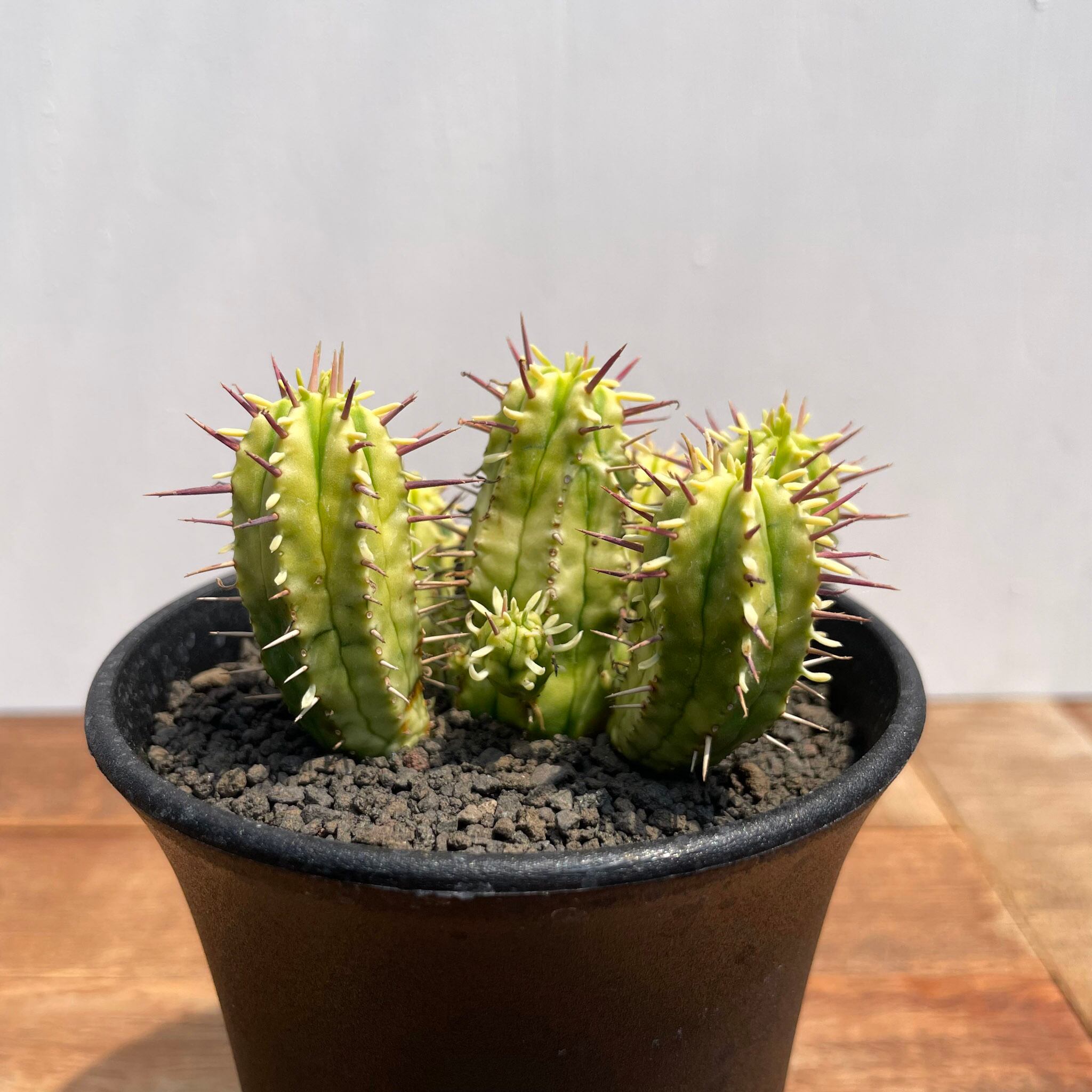 Euphorbia enopla【ユーフォルビア・エノプラ錦・紅彩閣錦】 | RIMO'S