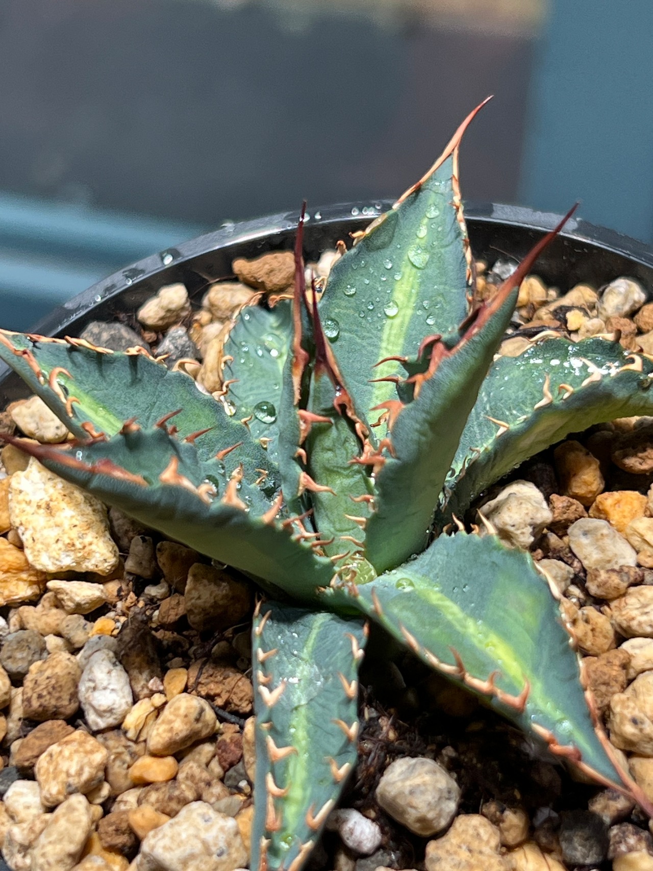 【 五色萬代 × 妖炎】 ⑦