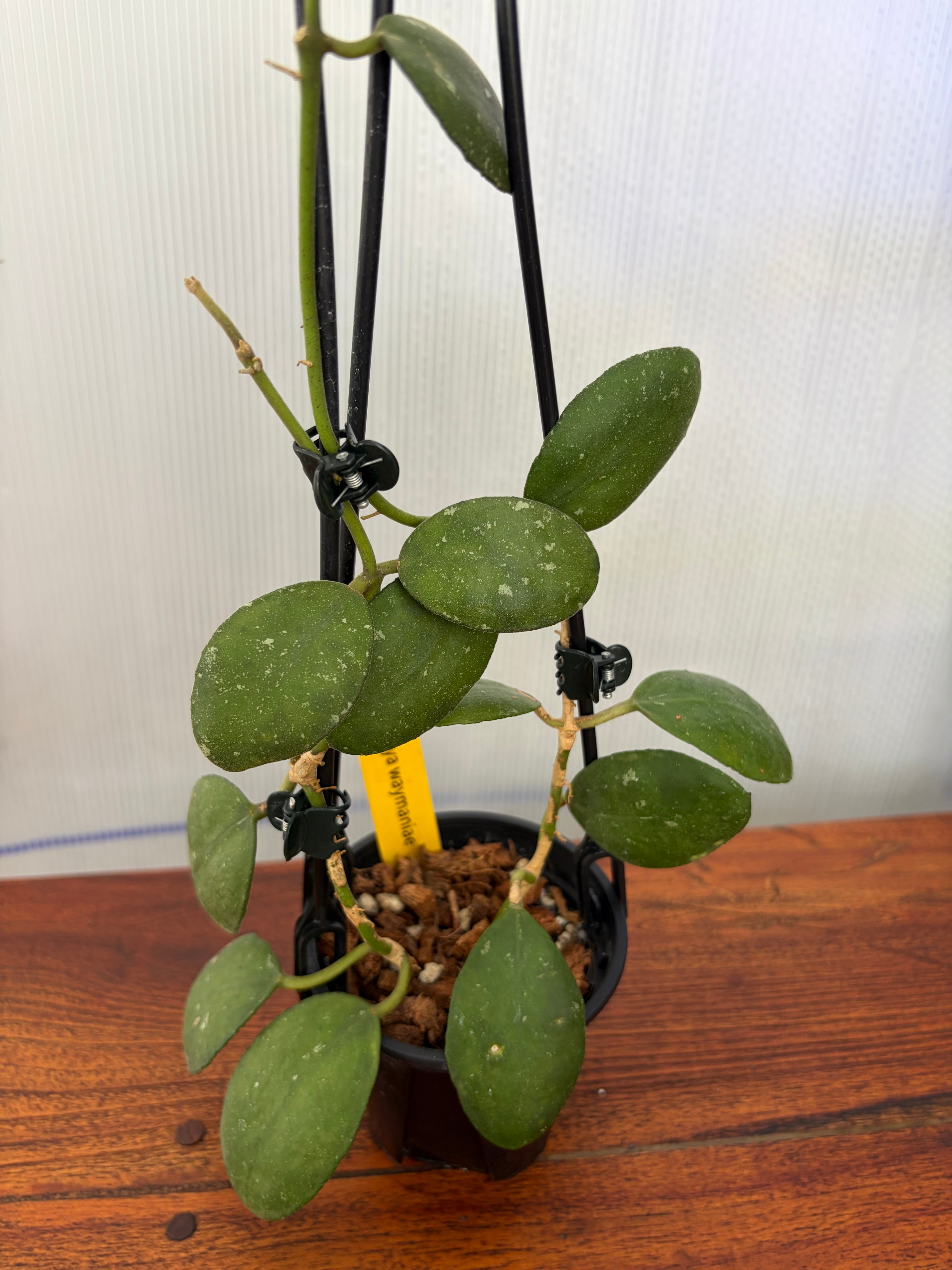 Hoya | BALI-AN 園芸