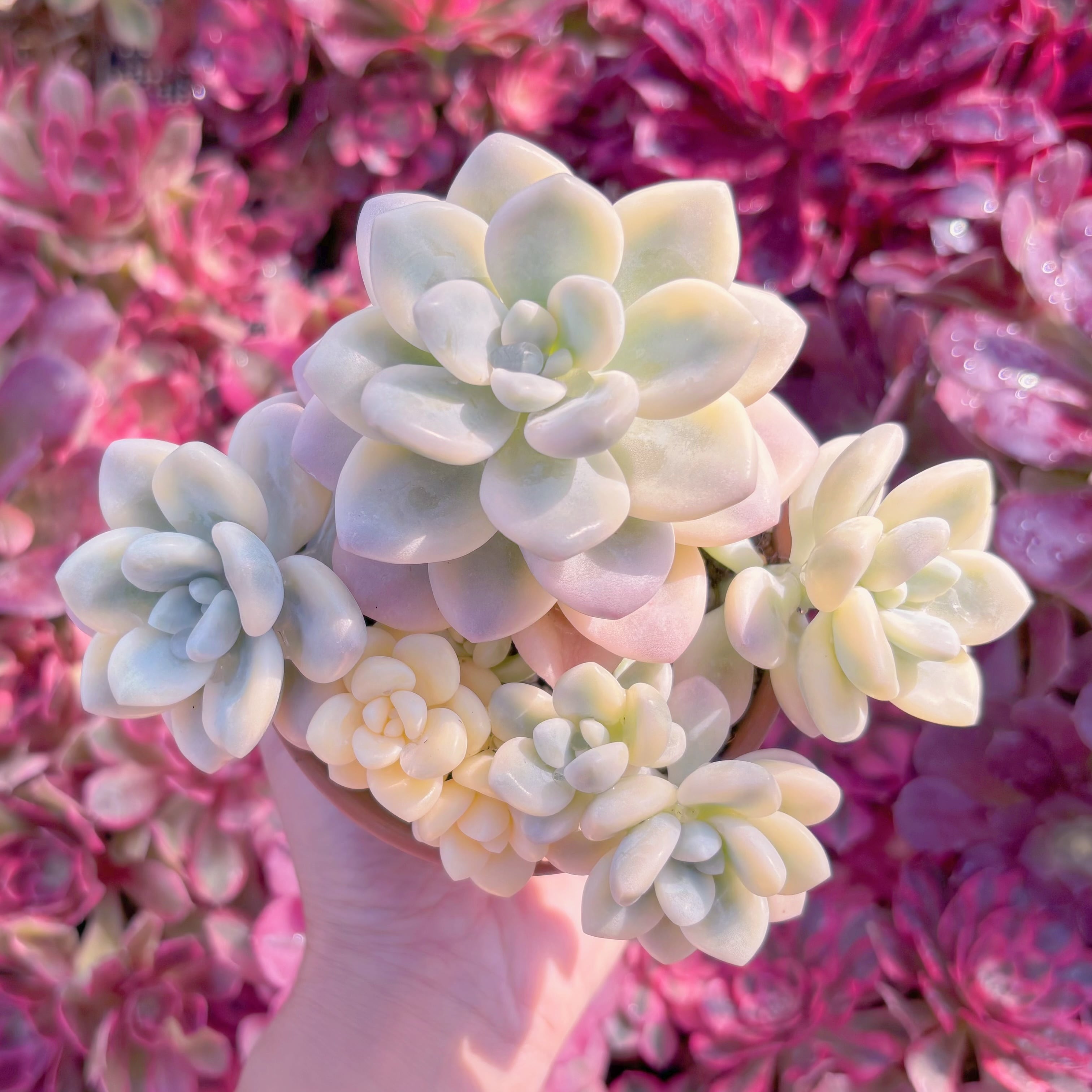 現品　マカロン錦#M080　極上株　るる農園