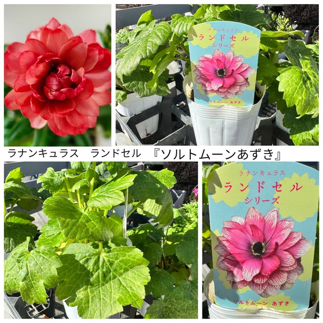 ラナンキュラス・ランドセルシリーズ①『ソルトムーンあずき』（3.5号）希少　人気　花苗　寄せ植え