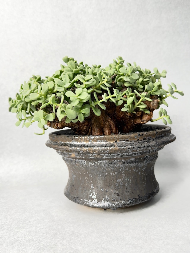 ケラリア・ピグマエア