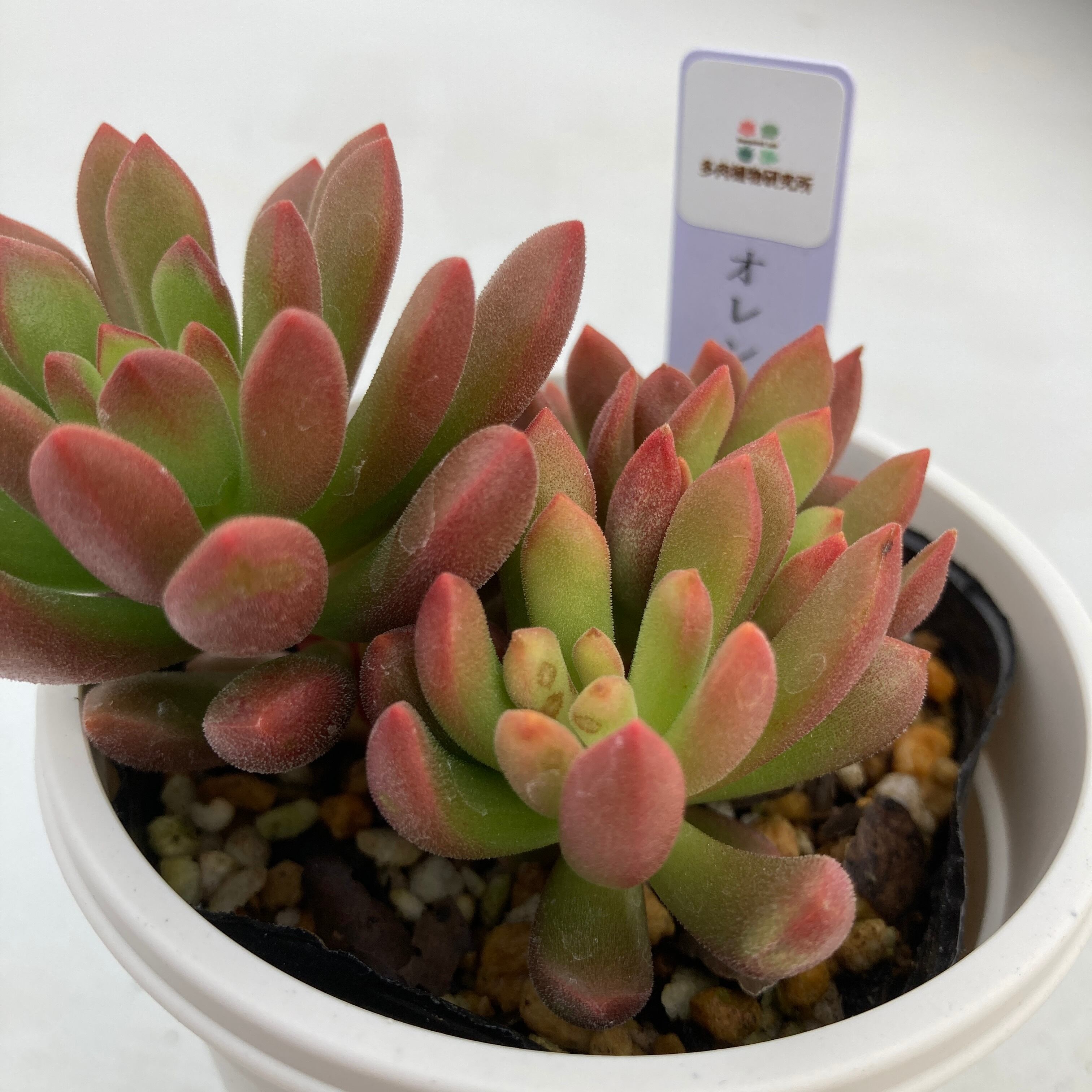 現物商品】オレンジドリーム | 多肉植物研究所