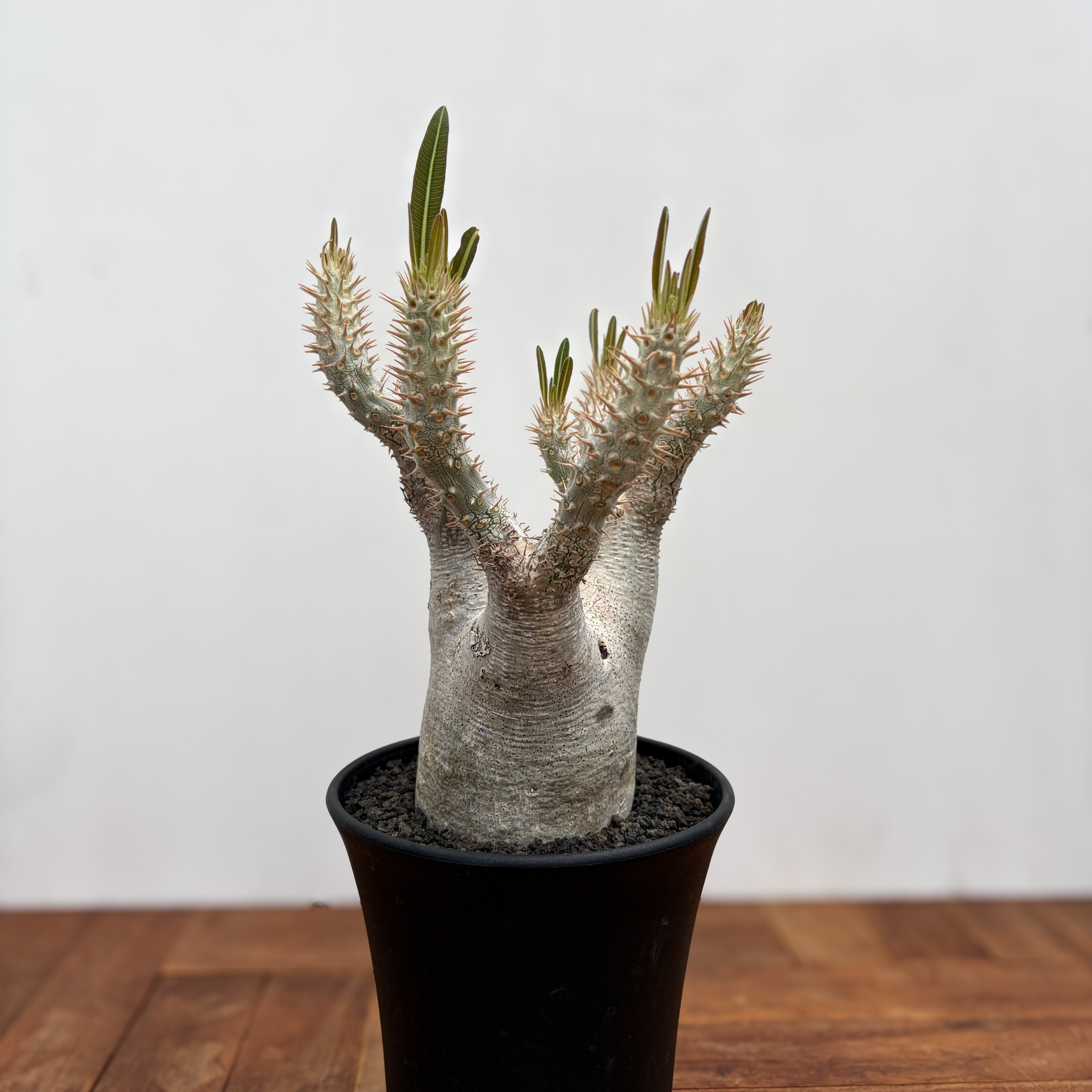 Pachypodium rosulatum var. inopinatum 【パキポディウム
