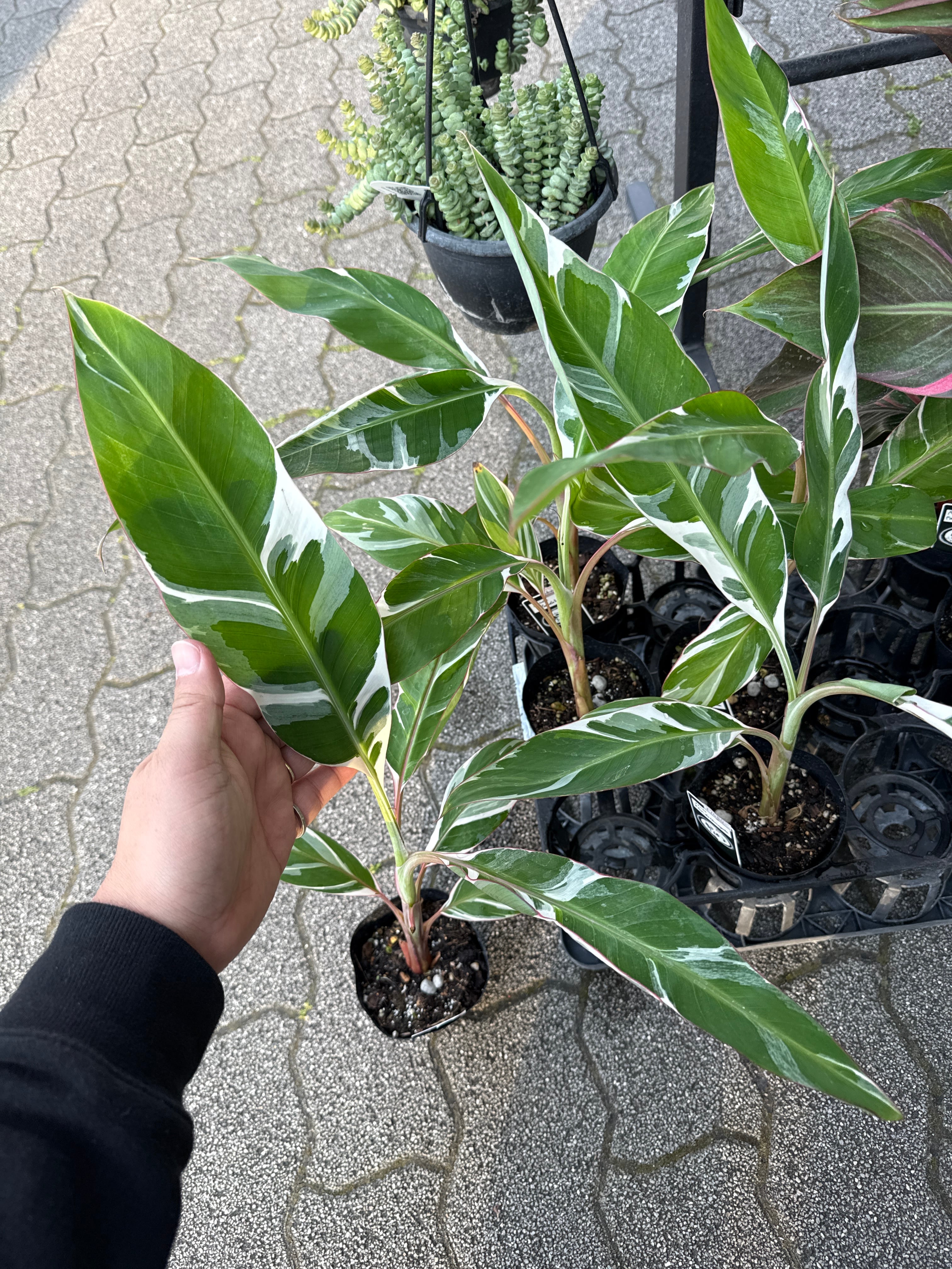斑入り植物(バリエガータ・錦) | Gardenえん 【観葉熱帯植物】