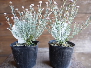 ディクラスティリス 2potセット