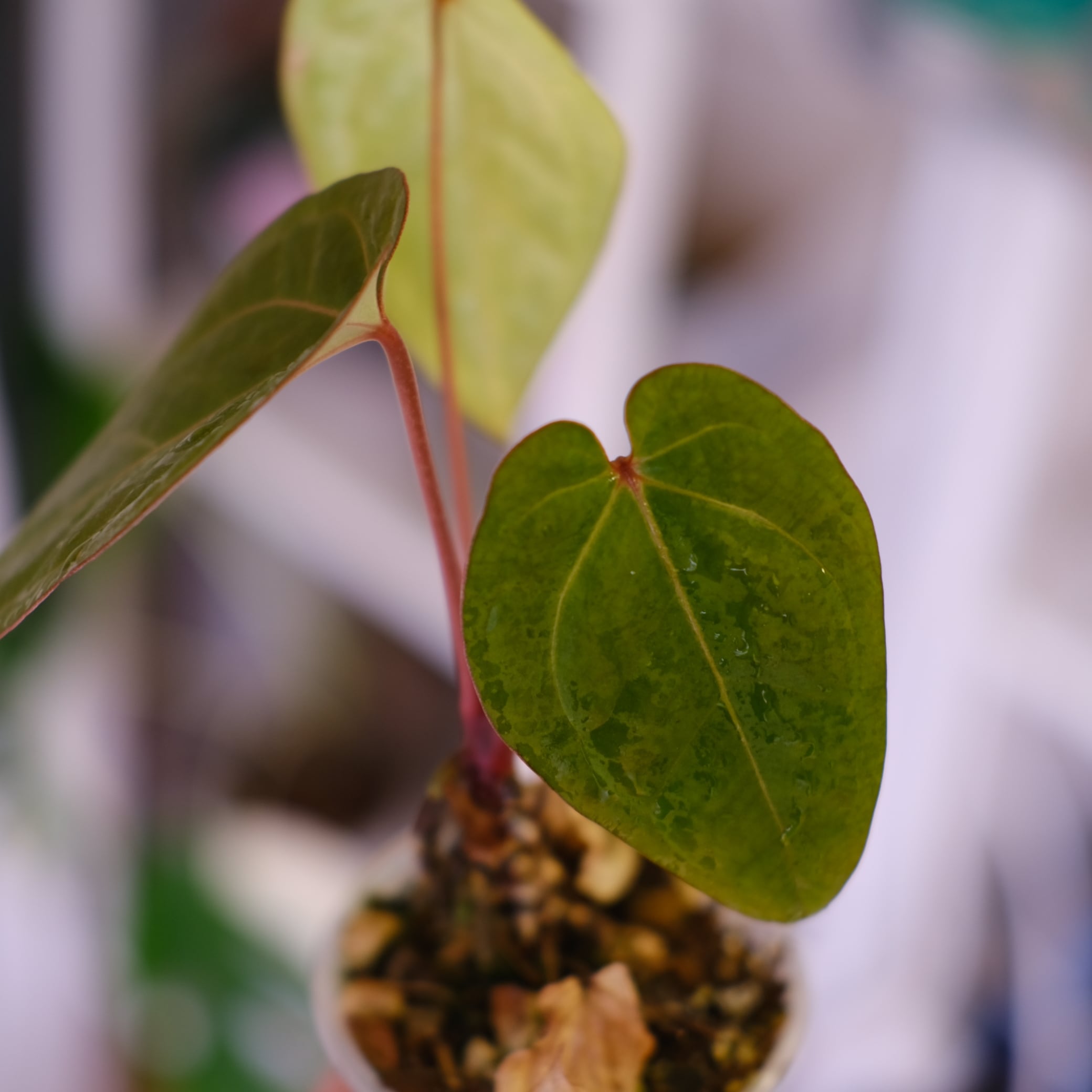 アンスリウム クナヤレンシス × ザラ・ミシェル｜Zara 'Michelle' Anthurium kunayalensis × Anthurium Zara 'Michelle'｜アンスリウム