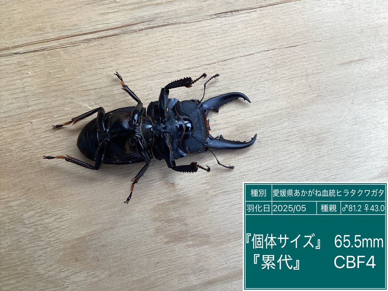 あかがね血統ヒラタクワガタ NO22 65.5♂単品 | 国産クワガタ ドルクス