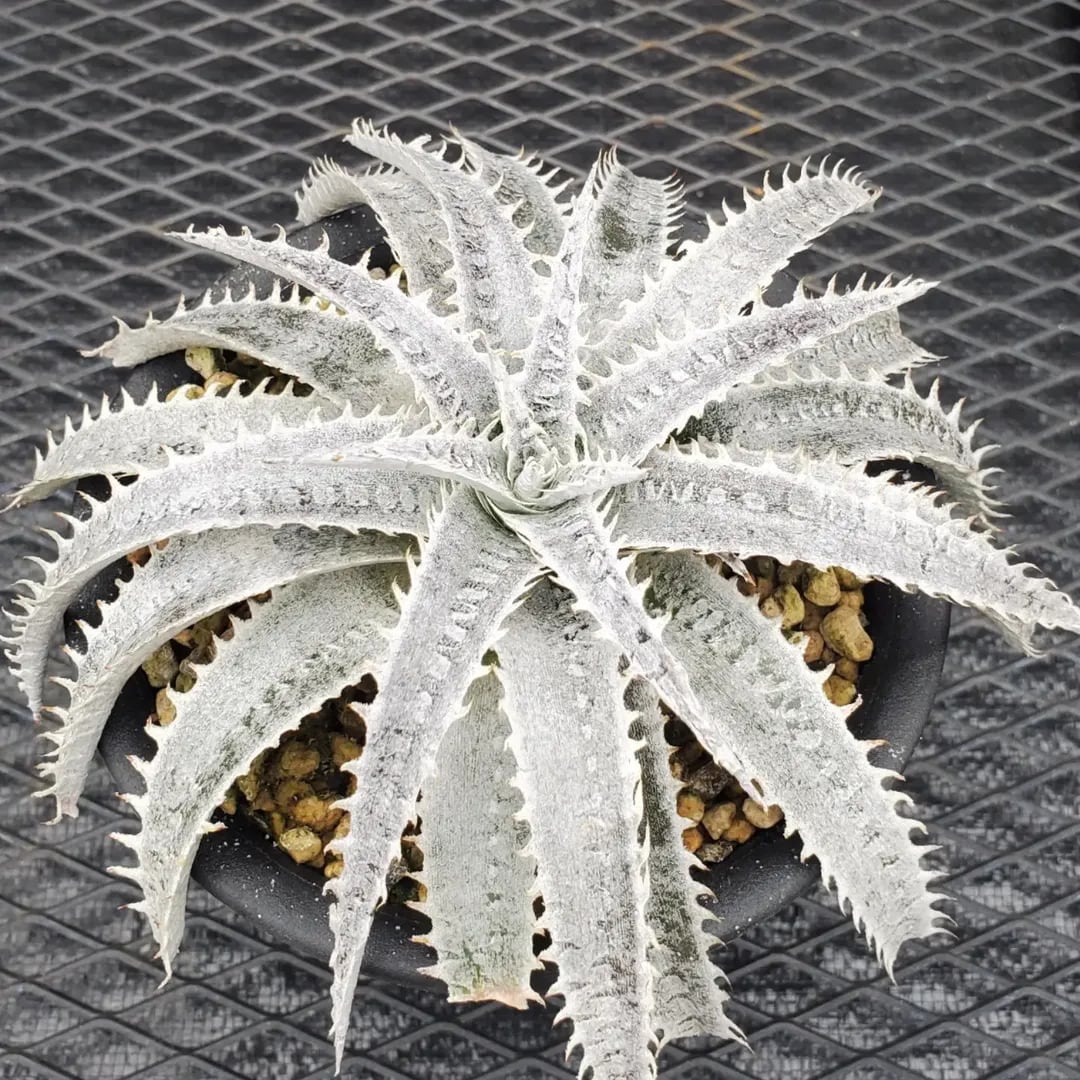 Dyckia（ディッキア） | レアプランツ通販サイトPlants Maniax