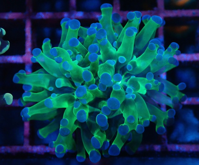 【現地買付】ParaDivisa ClearGreen 1