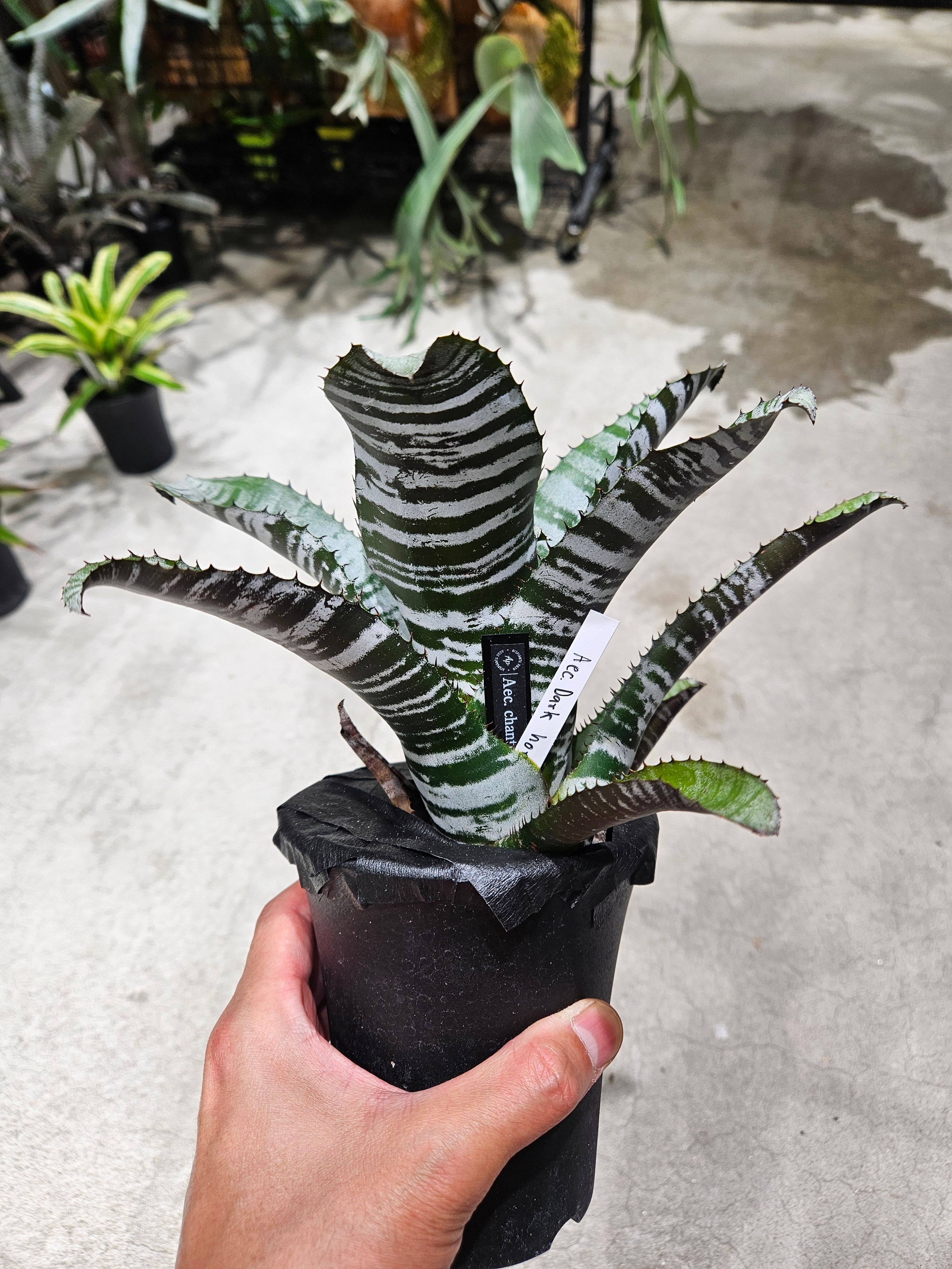 Aglaonema Suvarnabhumi （アグラオネマ スワンナプーム）【artPLANTs