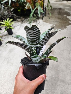 Aechmea chantinii Dark Horse 【artPLANTs/PLANTSGARAGE 】タンクブロメリア#エクメア