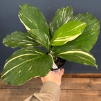 ケンフェリア アルボ バリエガータ【677】