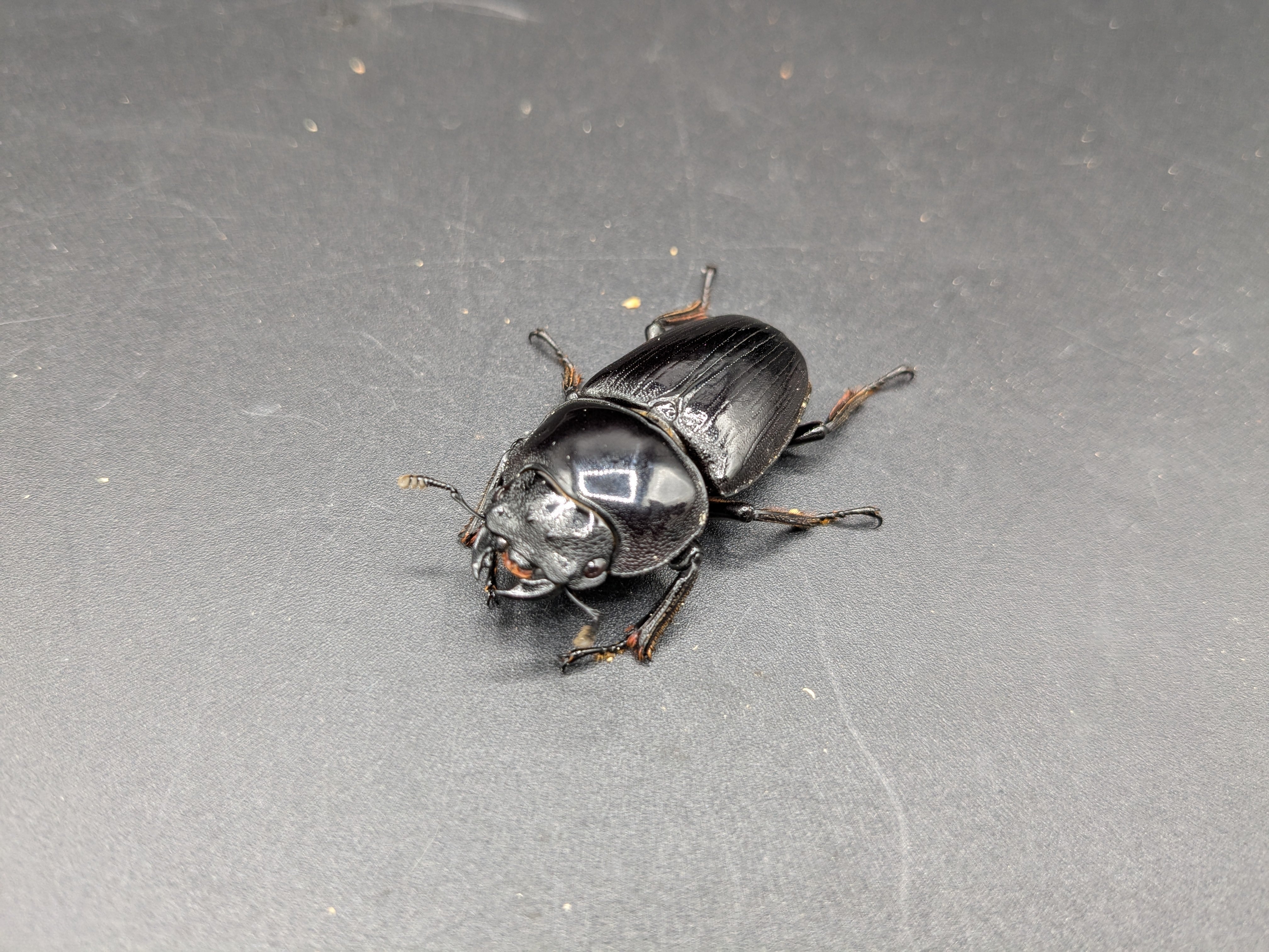 ホペイオオクワガタ ペア本日取引完了で、おまけ多数！